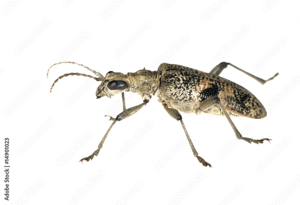 grey bug grey bug