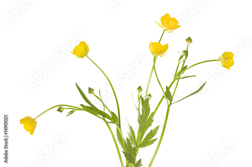 isolated buttercup flowers