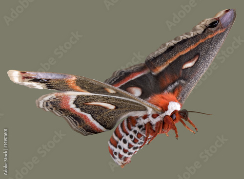 Flying cecropia moth