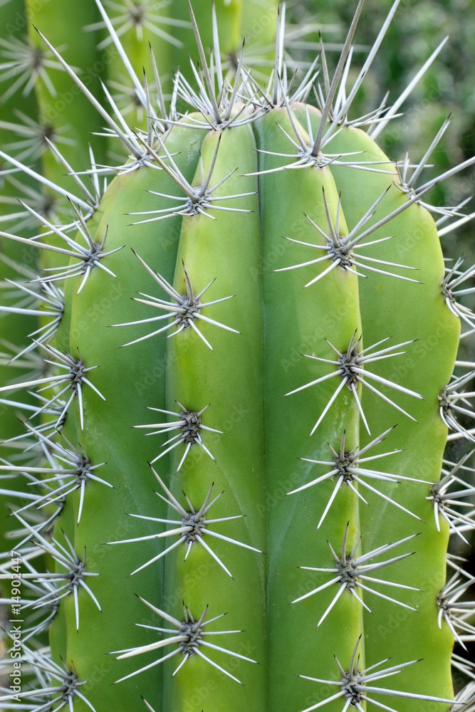 cactus géant