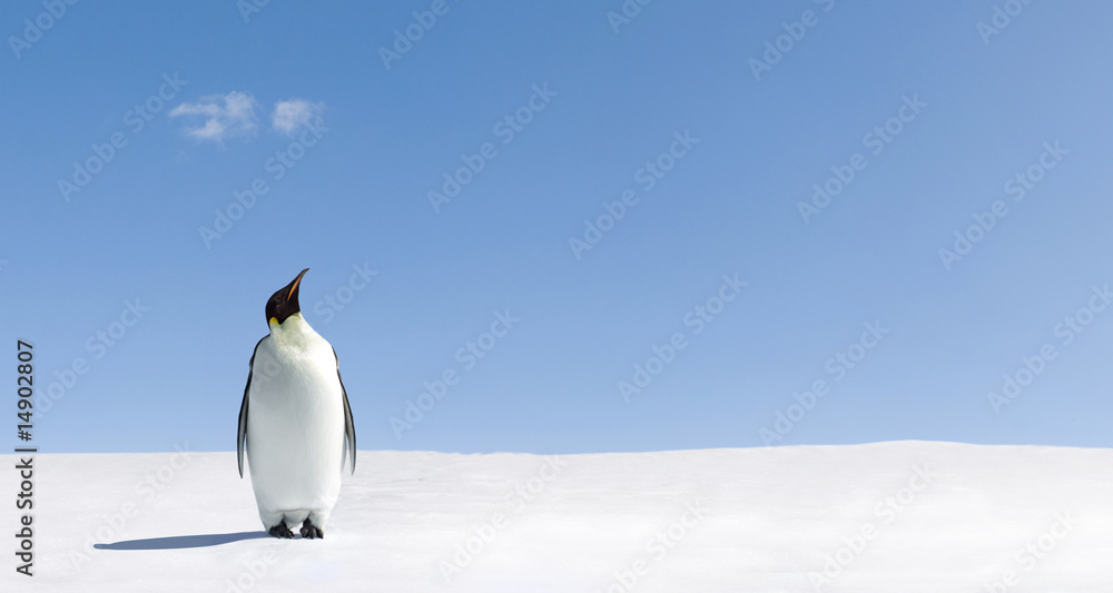 Fototapeta premium Looking up