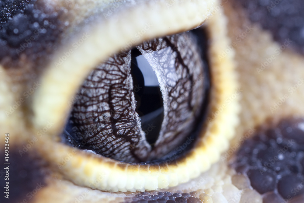 Obraz premium oko gekona