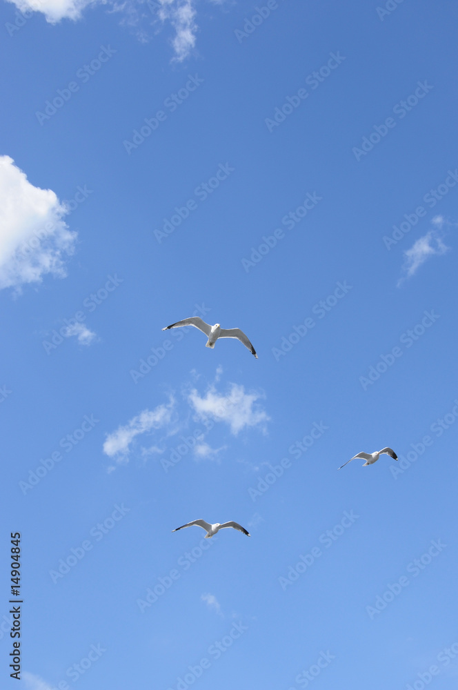 Seagull In Flight Seagull In Flight