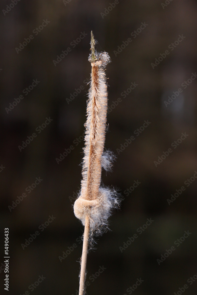 Naklejka premium Rohrkolben