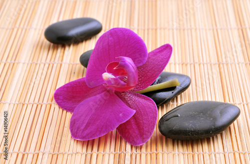 wet river rocks with orchid