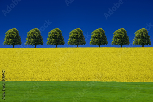 Rapsfeld