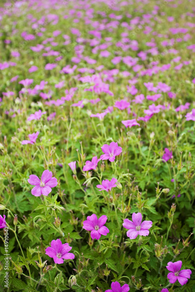 Blumen_2 Blumen_2