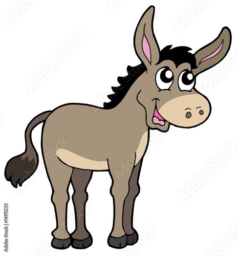 Cute donkey