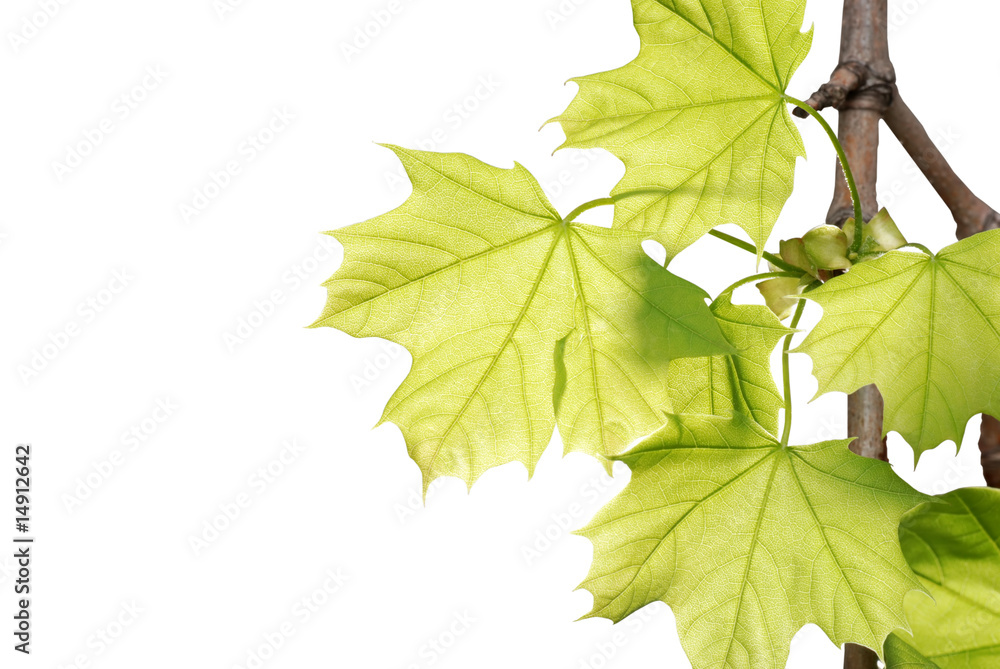 Fototapeta premium green maple leaves on a branch isolated