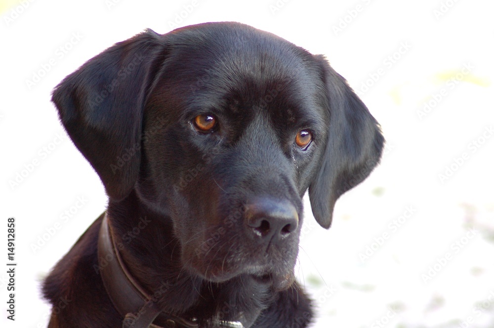 Fototapeta premium Labrador