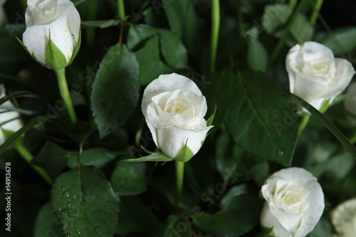 fiori bouquet anelli confetti