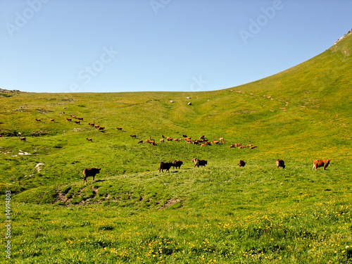 Paysage alpin  Charmant Som 