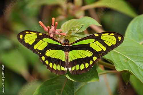 The Malachite Butterfly