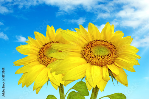 Beautiful sunflowers on blue sky