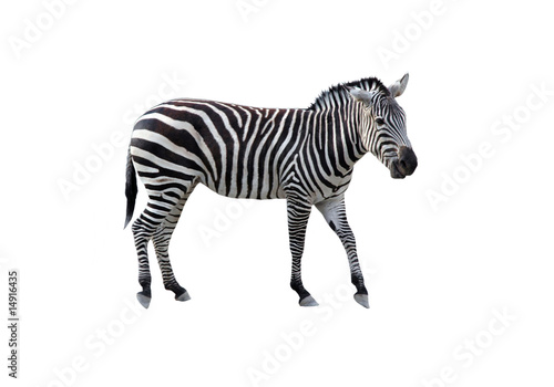 Zebra