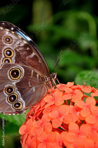 A feeding Blue Morpho photo