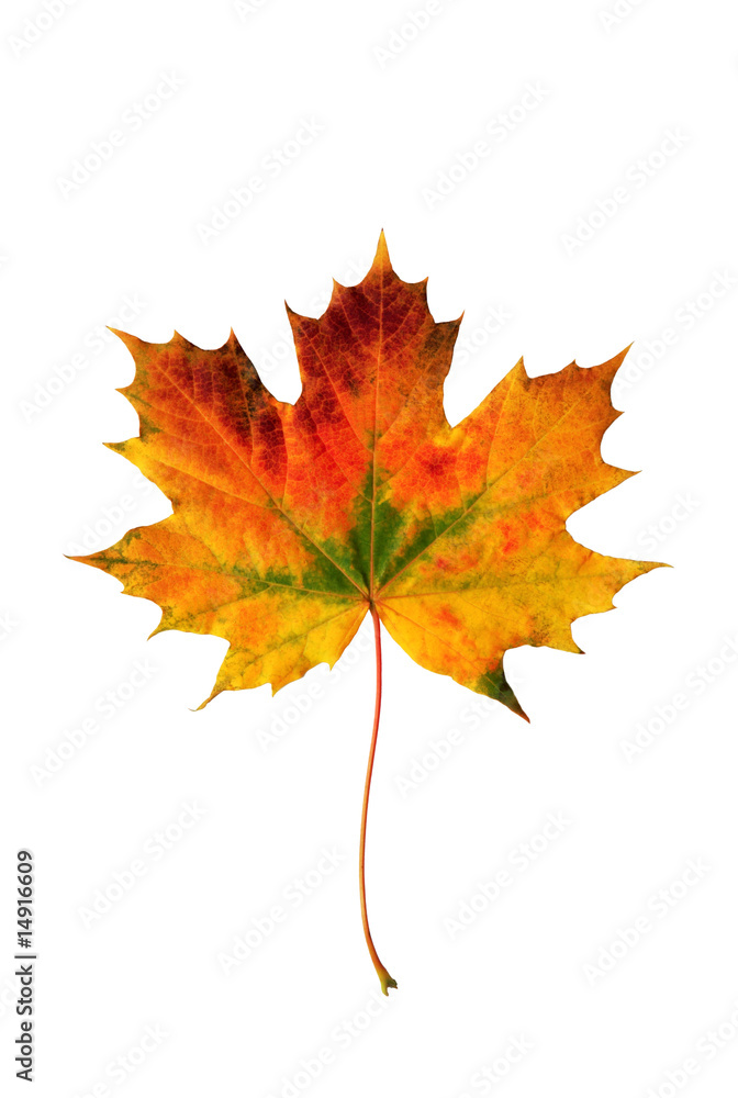 Maple leaf Maple leaf