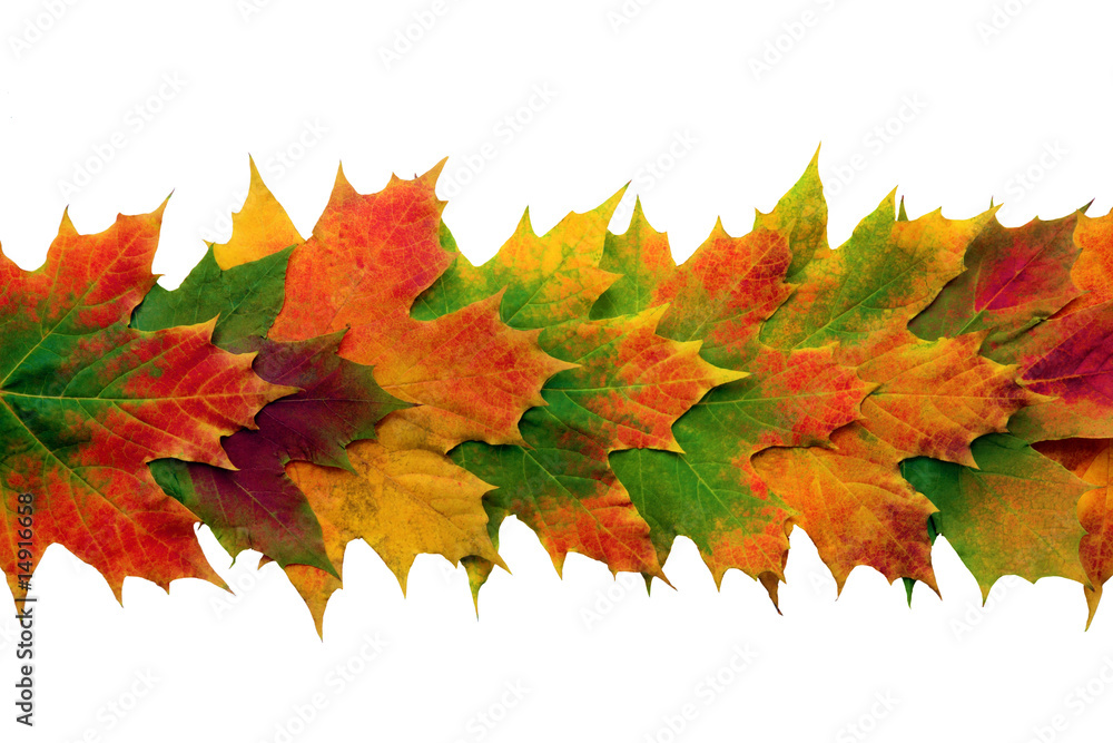 Obraz premium Maple Leaves in Autumn