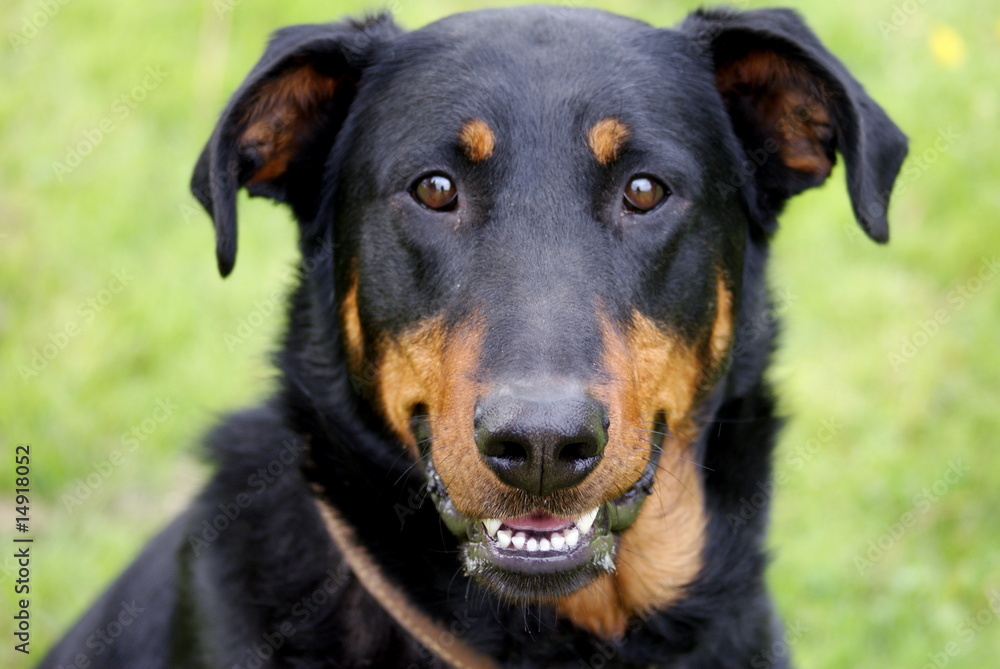 Beauceron