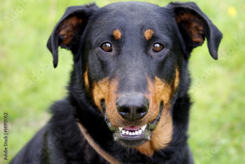 Obraz w ramie Beauceron