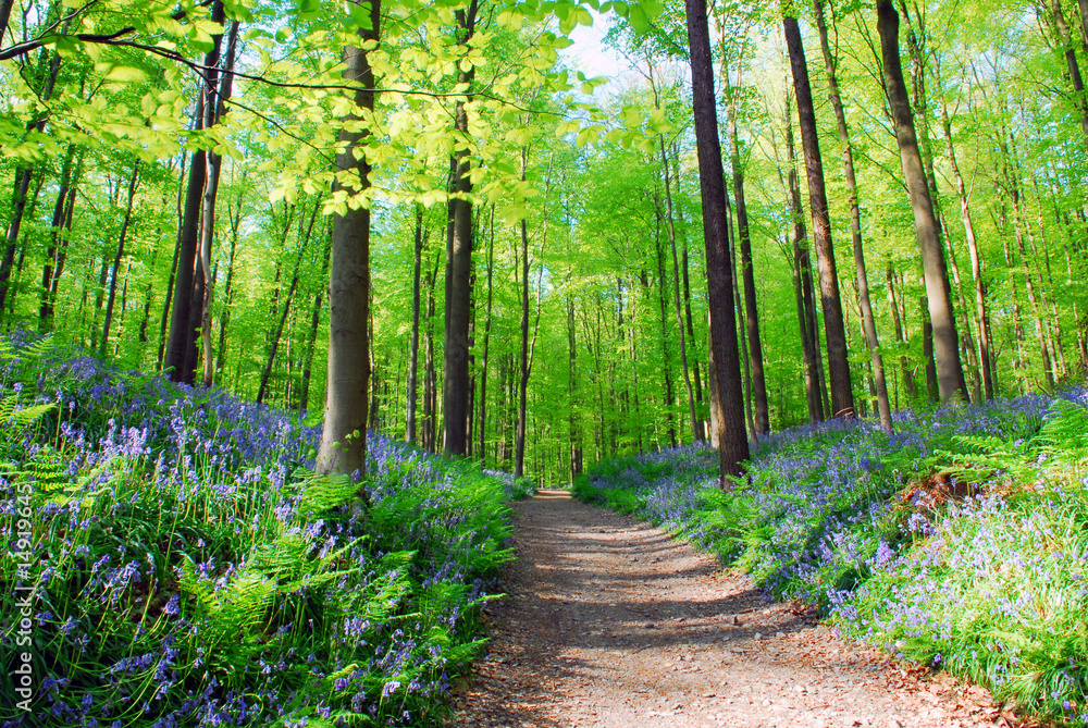 Obraz premium bluebell hyacinths in hallerbos belgium