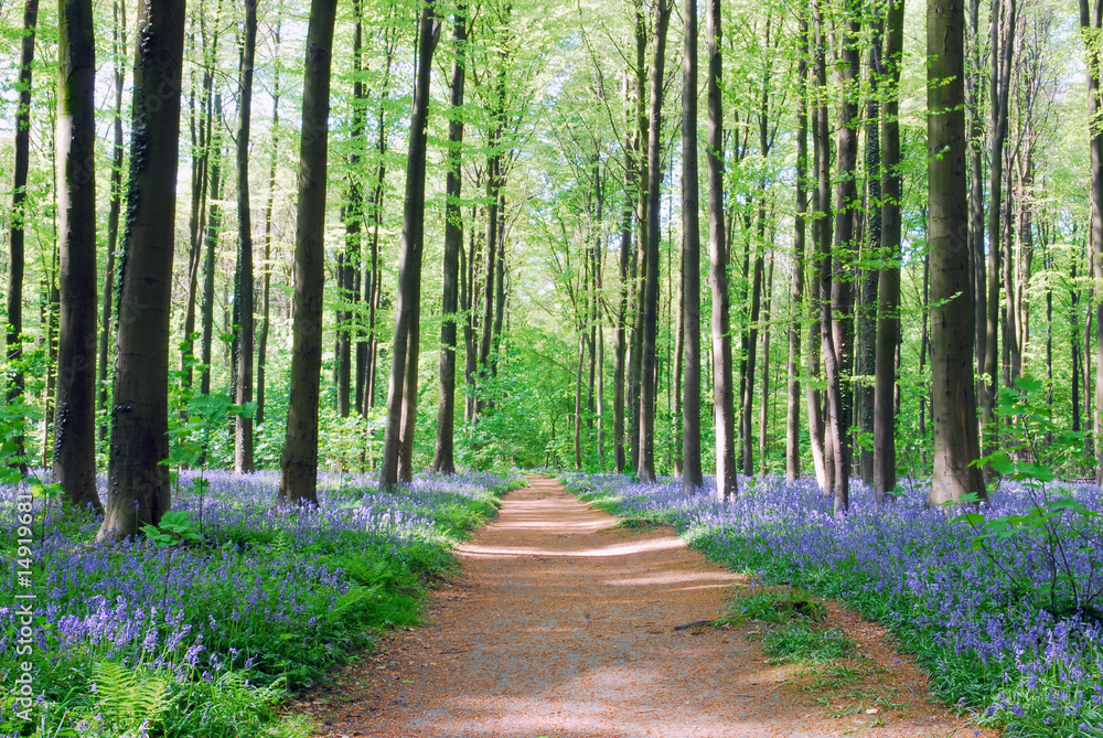 bluebell hyacinths in hallerbos belgium bluebell hyacinths in hallerbos belgium
