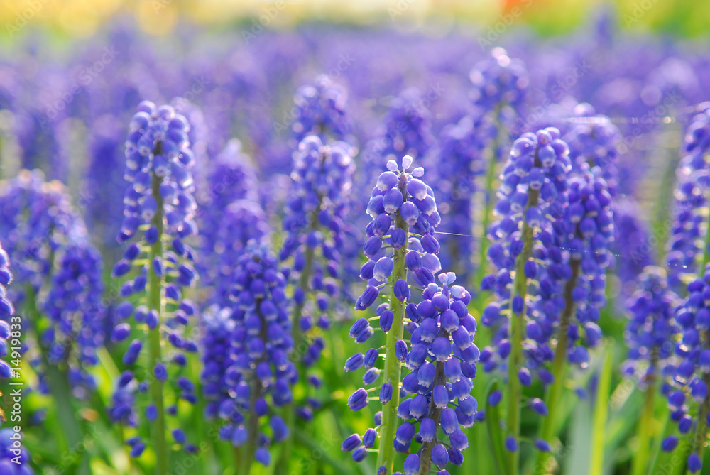 grape hyacinth in keukenhof holland grape hyacinth in keukenhof holland