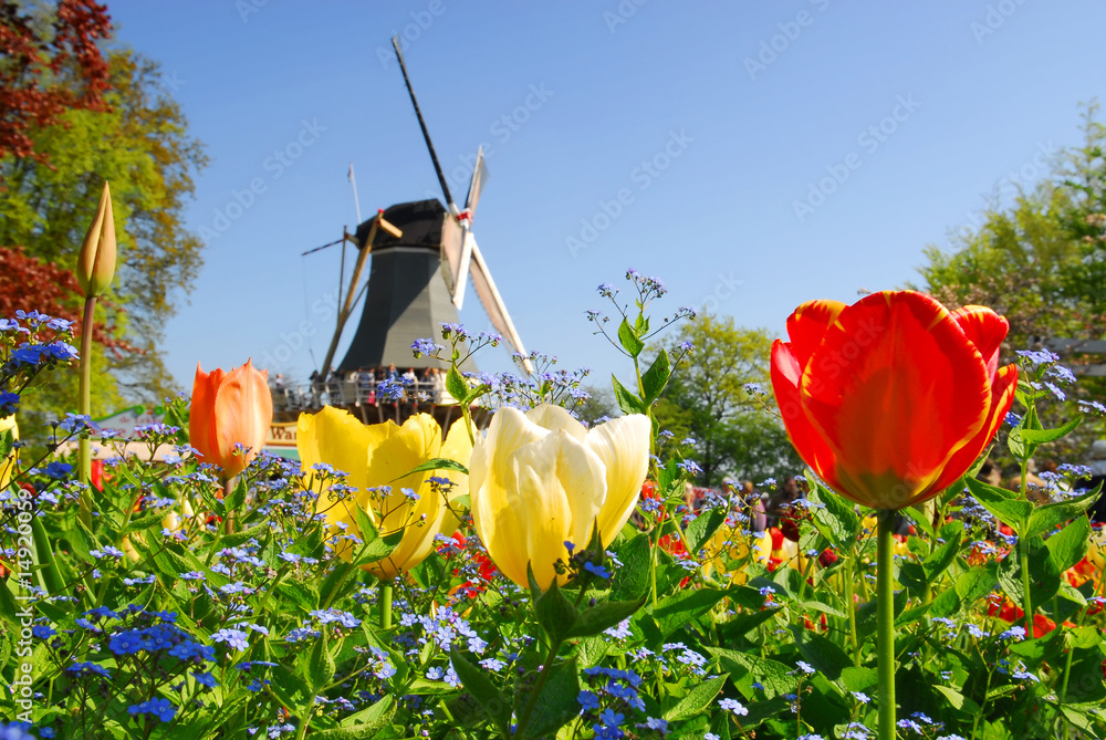 Naklejka premium typowy holenderski: młyn i tulipany w Holandii Keukenhof