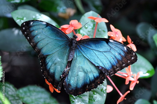 A gorgeous butterfly #14920012