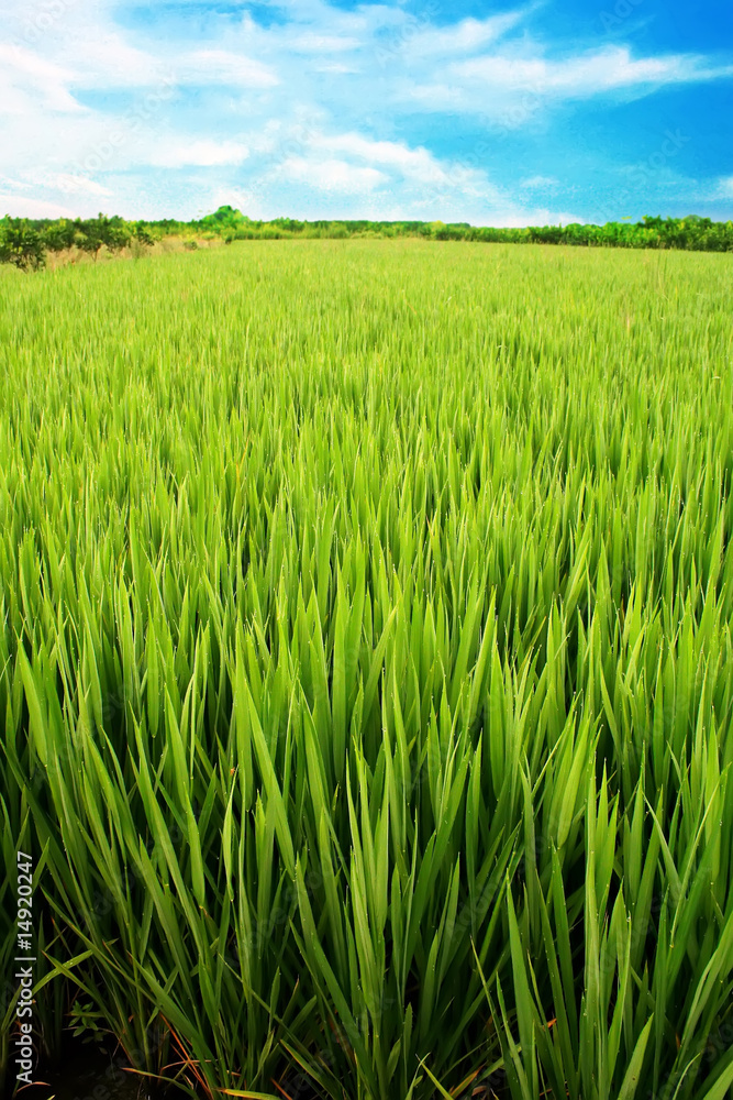 Scenery of ricerice farming  in Asia