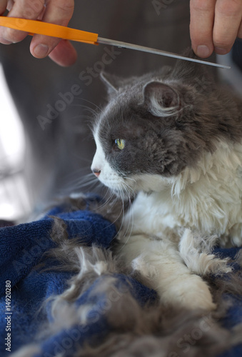 Fototapeta Naklejka Na Ścianę i Meble -  Grooming the Persian Cat