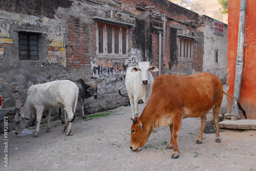 holy cows in jaipur india