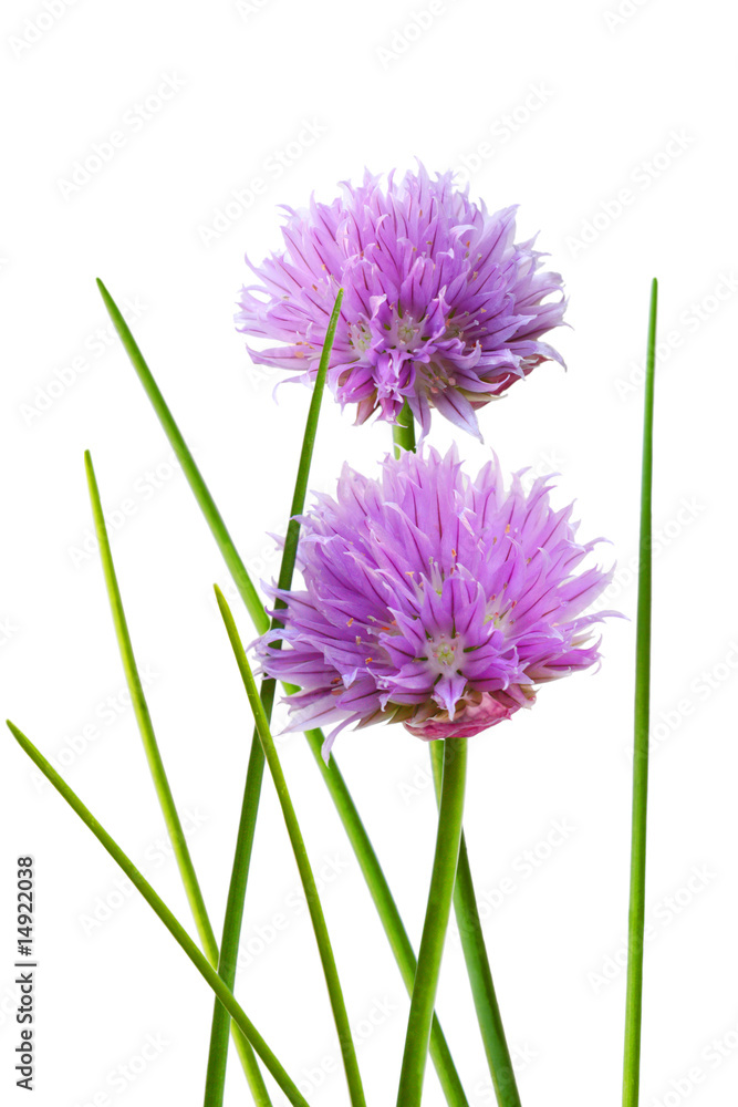 Obraz premium Chive Flower