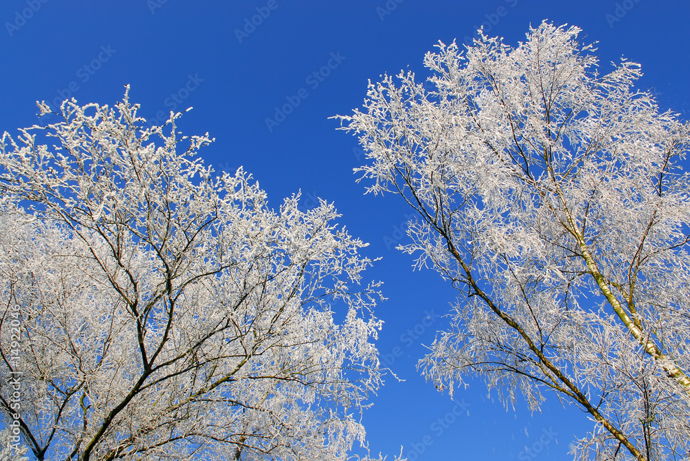 frozen trees in winter in holland