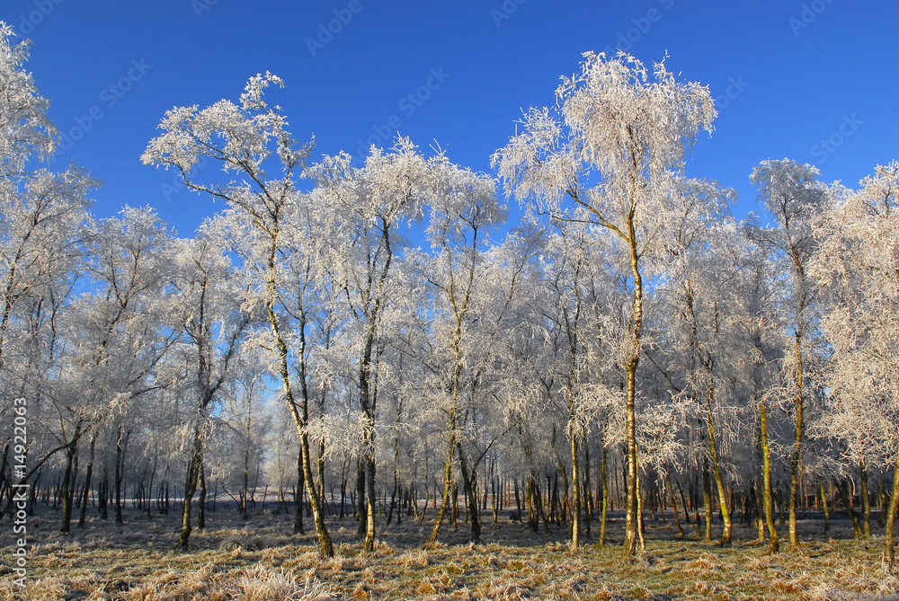 Fototapeta premium frozen trees in winter in holland