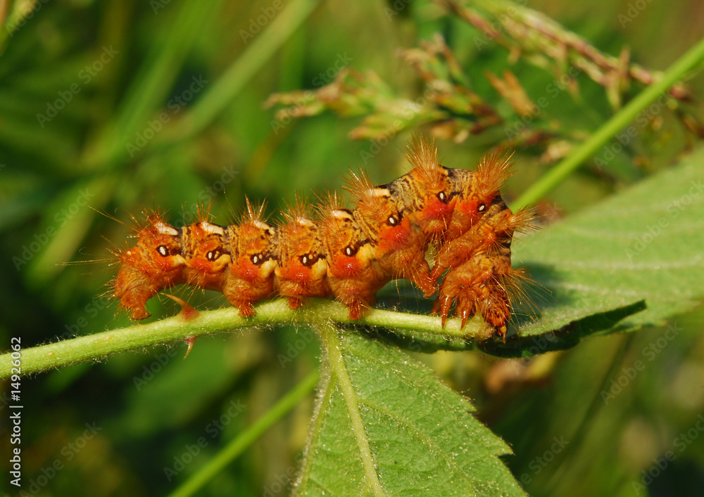 Fototapeta premium Cankerworm
