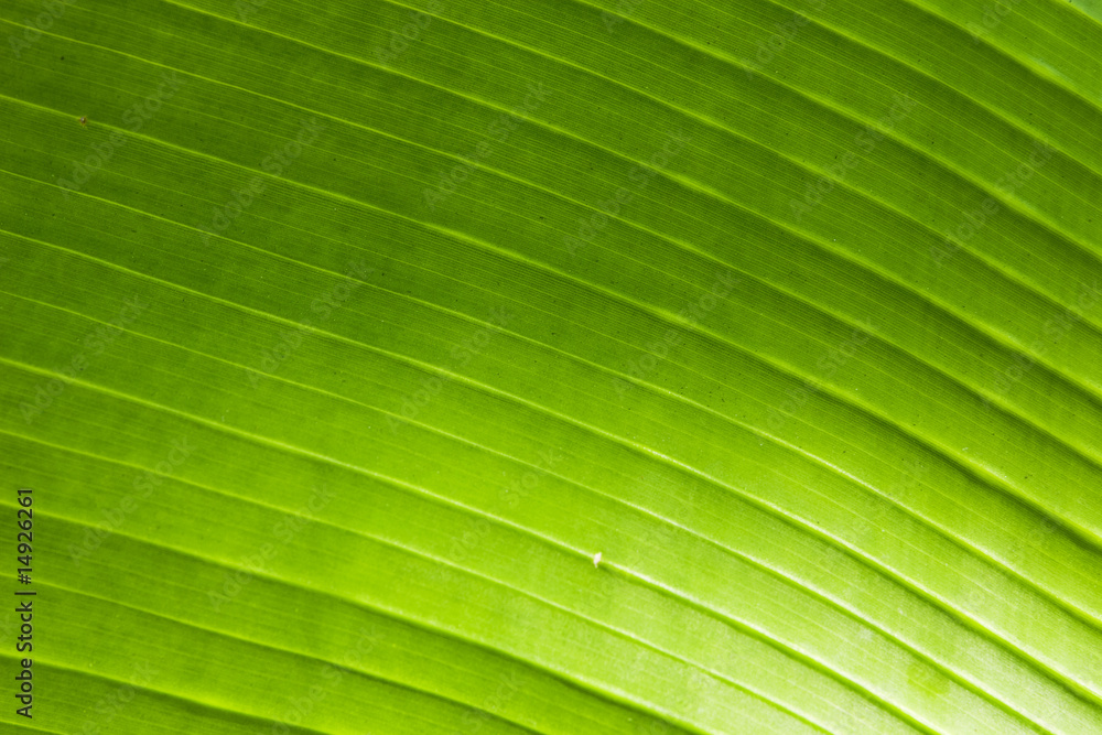 brightly green leaf of palm brightly green leaf of palm