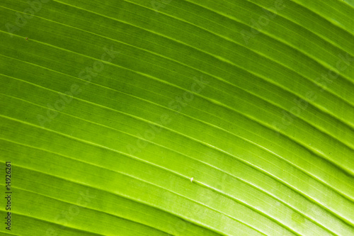 brightly green leaf of palm
