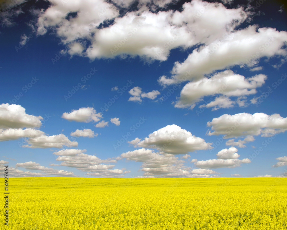 yellow field yellow field