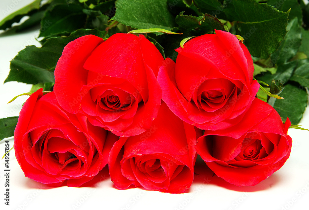 Obraz premium red rose