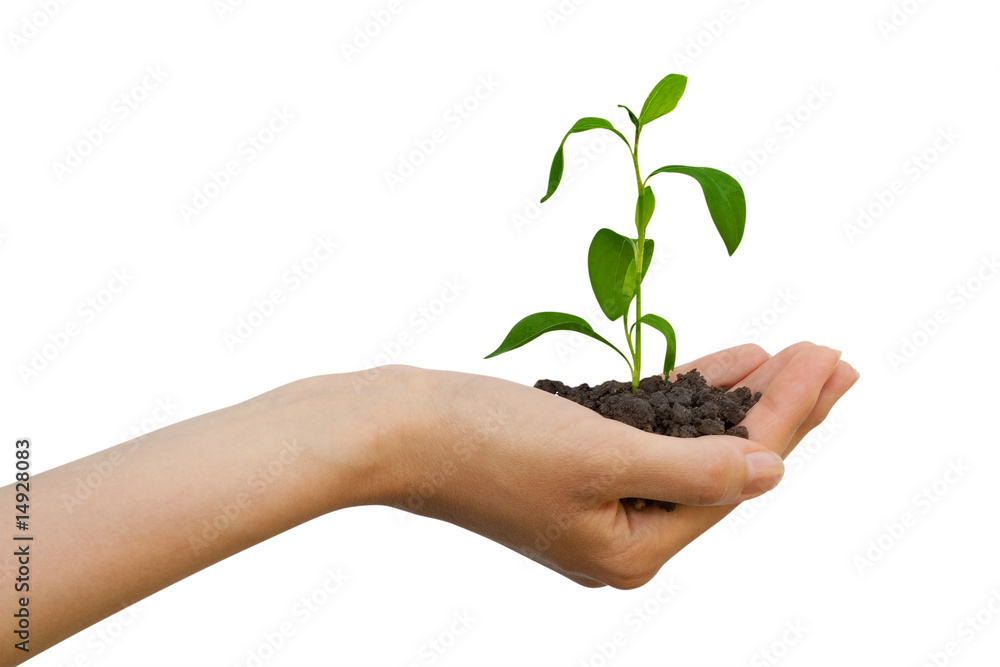 Plant in a hand Plant in a hand