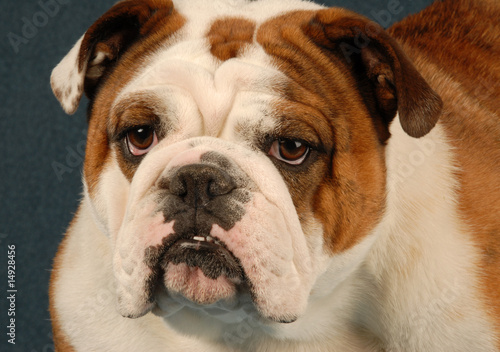 english bulldog female - red brindle and white © Willee Cole