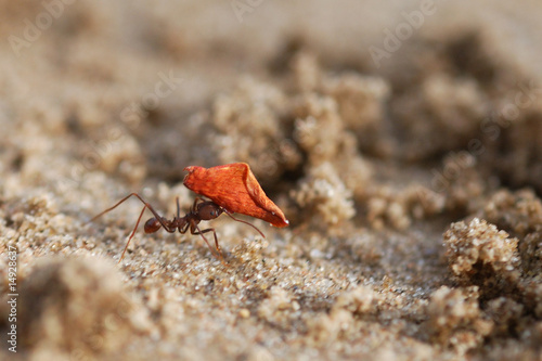 Photos fourmi