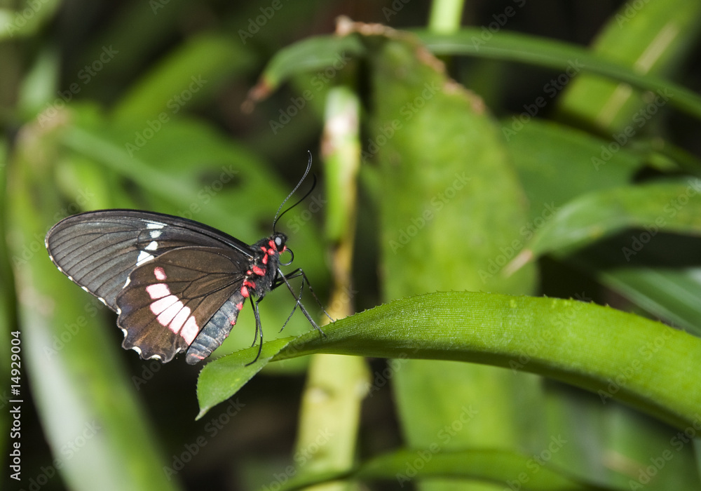 butterfly butterfly