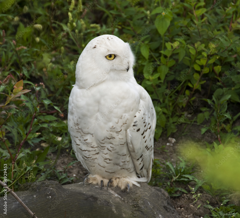 snow owl