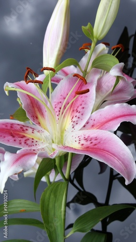 Photography Lily
