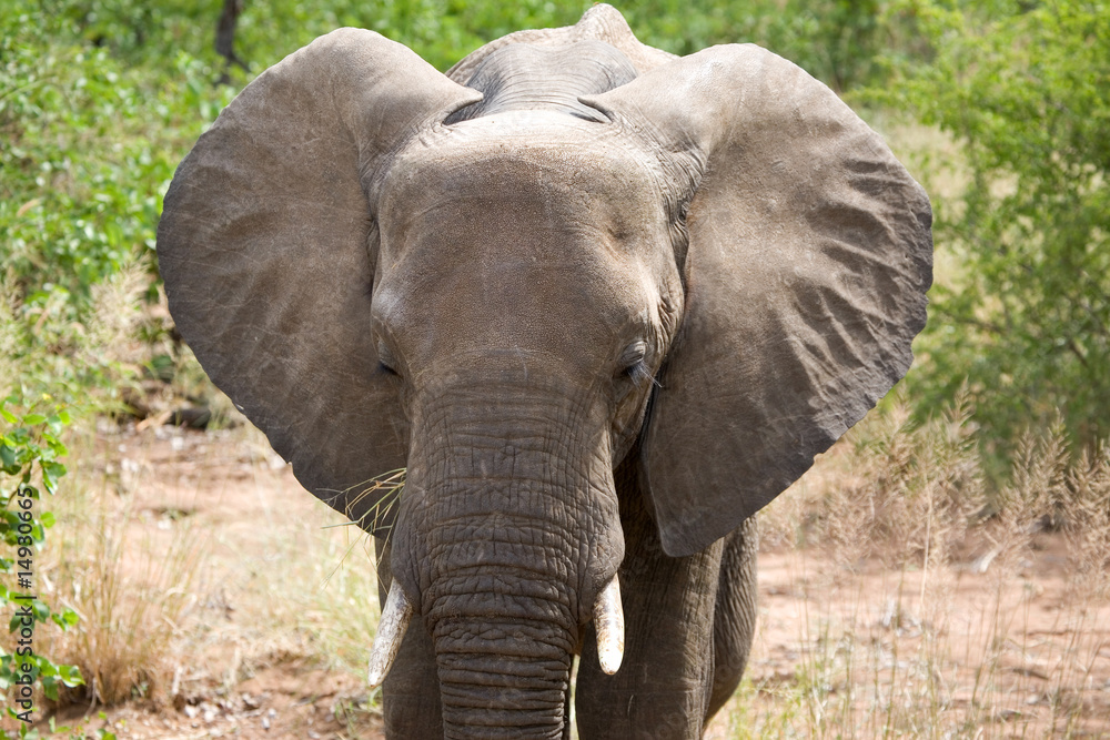 Elefanten Portrait
