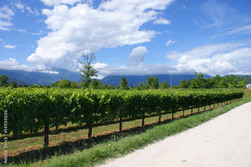 Fototapeta premium campagna veneta, vigna e strada bianca