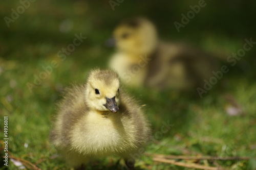 baby goslings