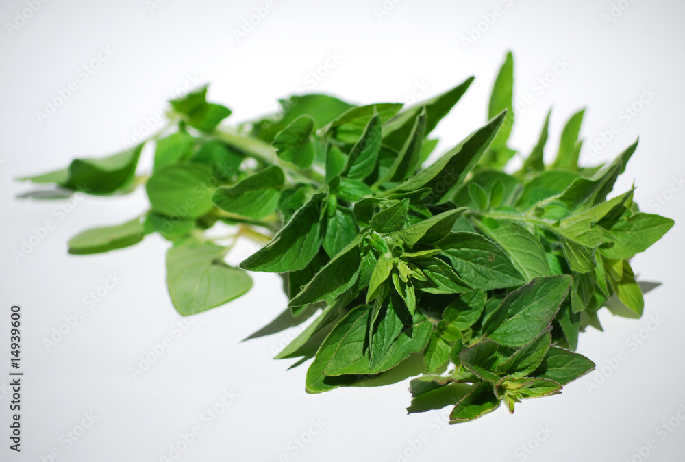 Obraz premium fresh oregano